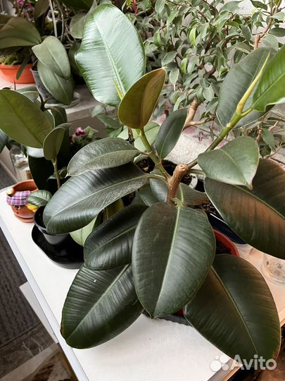 Фикус каучуконосный большой