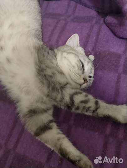 Домашние животные кошки бесплатно