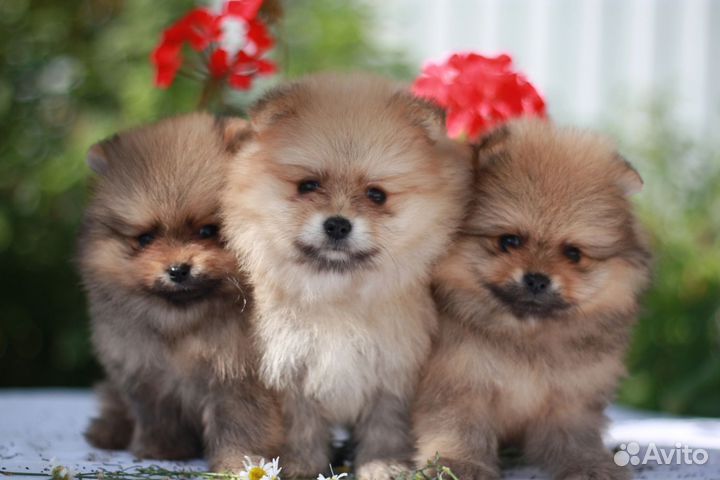 Шпицы соболиные. Мальчики. Девочки