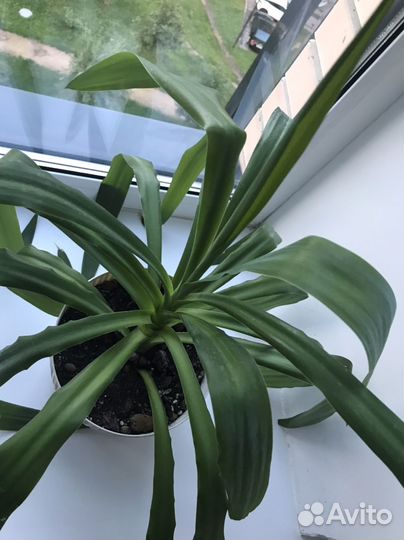 Пальма кордилина