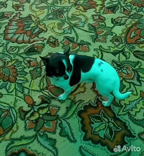 Вязка собак чихуахуа