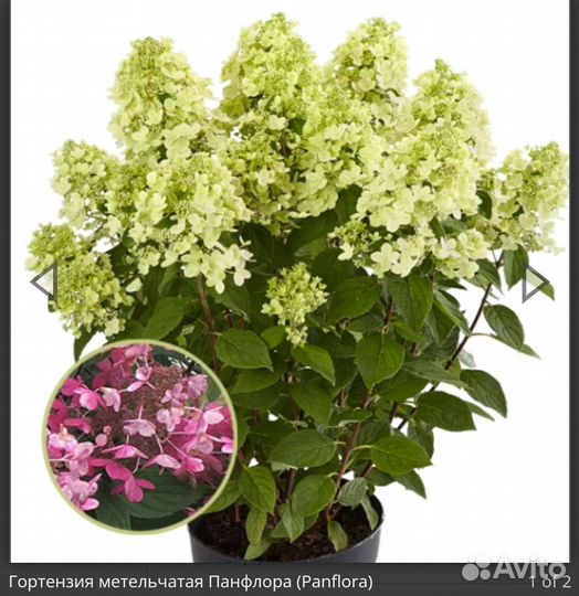 Гортензия крупнолистная