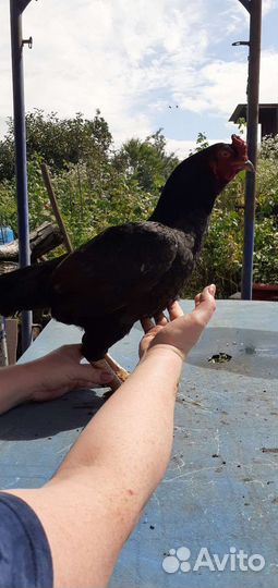 Породная птица