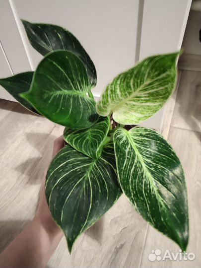 Растения много