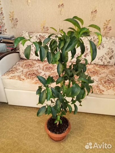 Мандариновое дерево