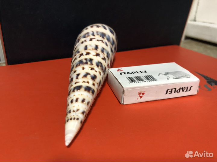 Морская раковина декоративная Теребра Макулата 17