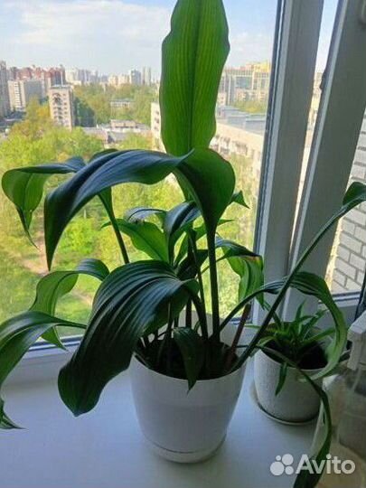 Эухарис амазонская лилия