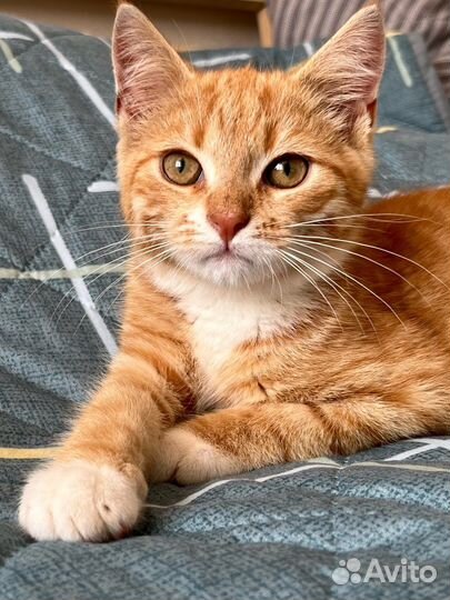 Рыжее чудо ищет дом