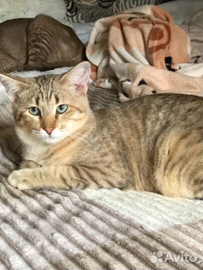 Ориентальная кошка в добрые руки