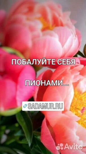 Гортензии, розы, пионы, многолетники