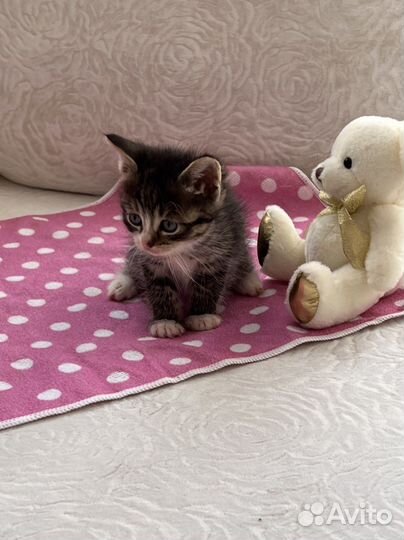 Котенок от сибирской кошки