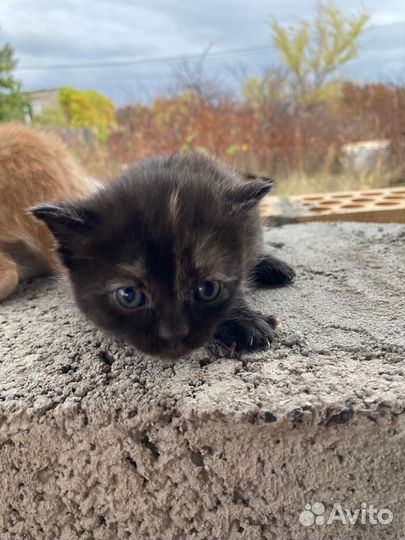 Котёнок ищет дом