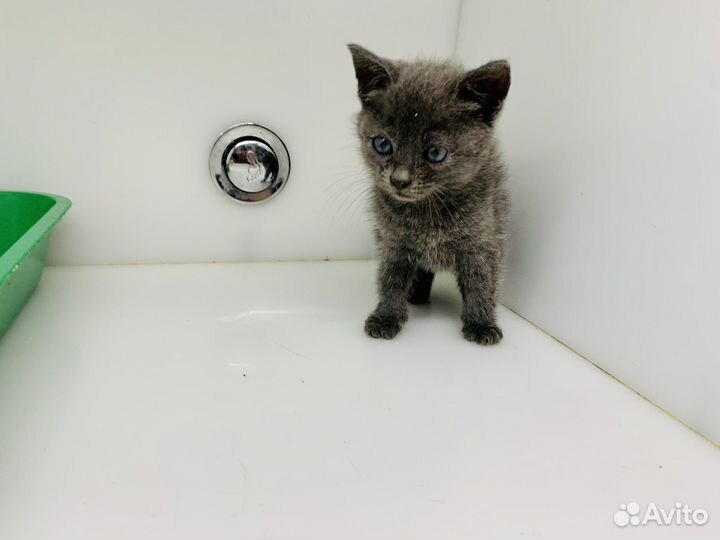 Серые голубоглазые и черные пантеры