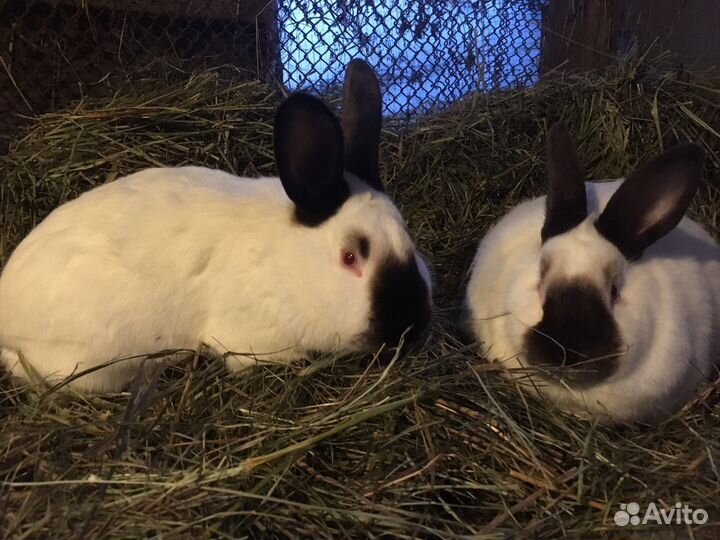 Кролики калифорнийские