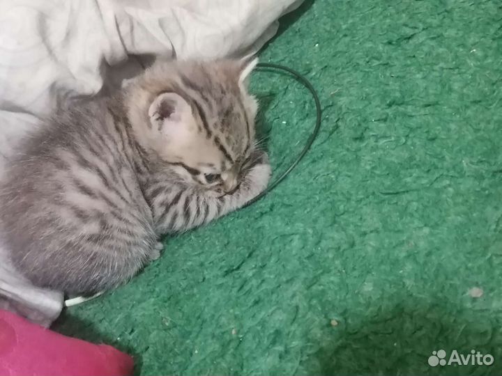 Кошки в добрые руки