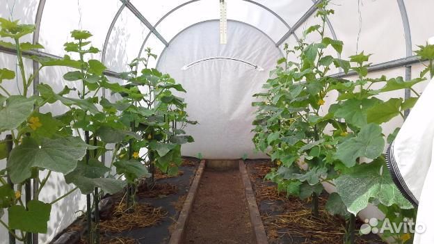 Теплица-парник 2х1.65 м с покрытием