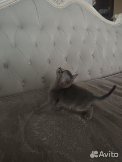 Абиссинские котята