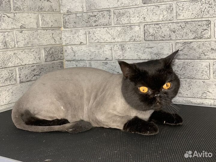 Груминг. Стрижка собак и кошек в Иваново