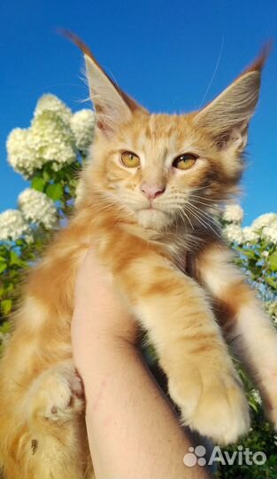 Шикарные солнечные зайчики