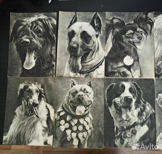 Открытки. 10 шт. Собаки