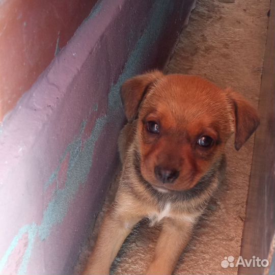 Щенки в добрые руки