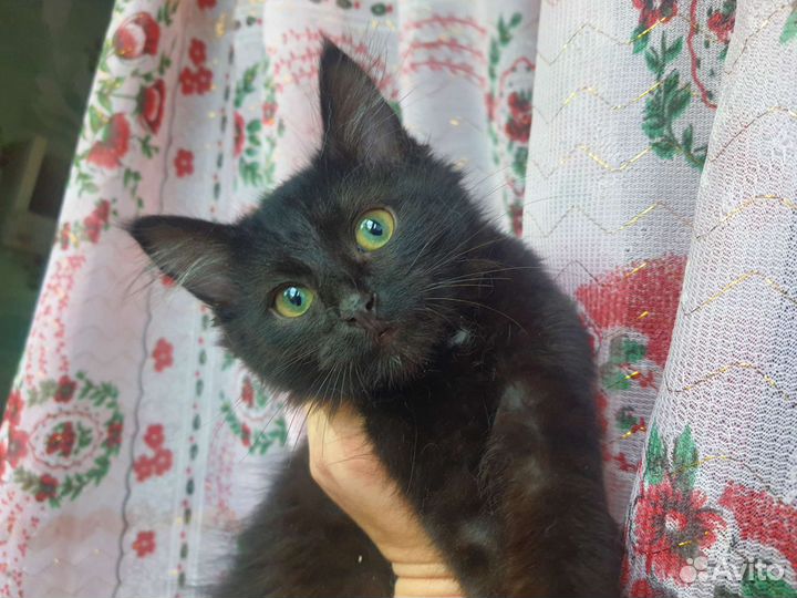 Котёнок