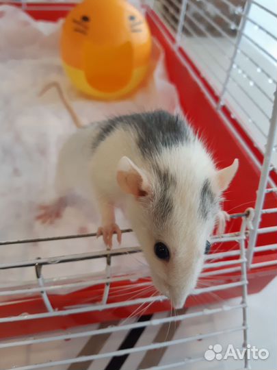 Крыска ручная