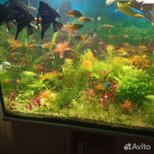 Аквариумные рыбки