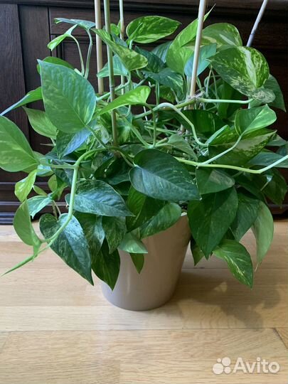 Эпипренумы