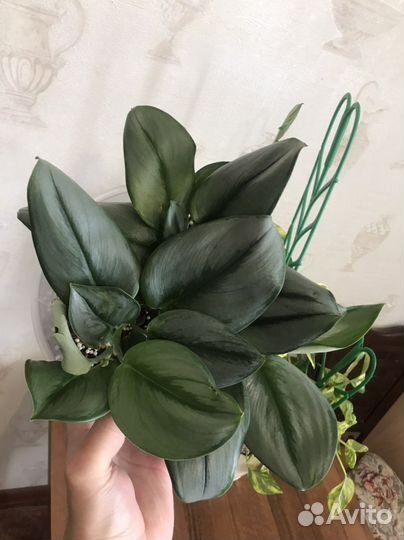 Сциндапсус мунлайт