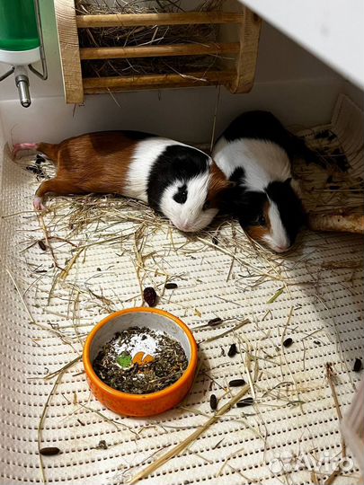 Морские свинки