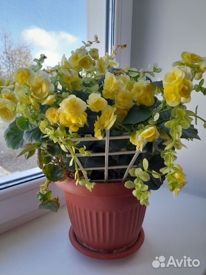 Комнатные цветы