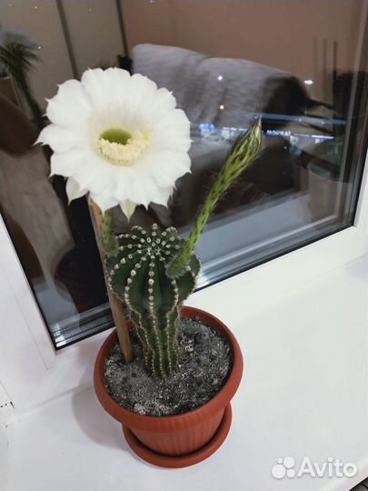 Кактусы и суккуленты