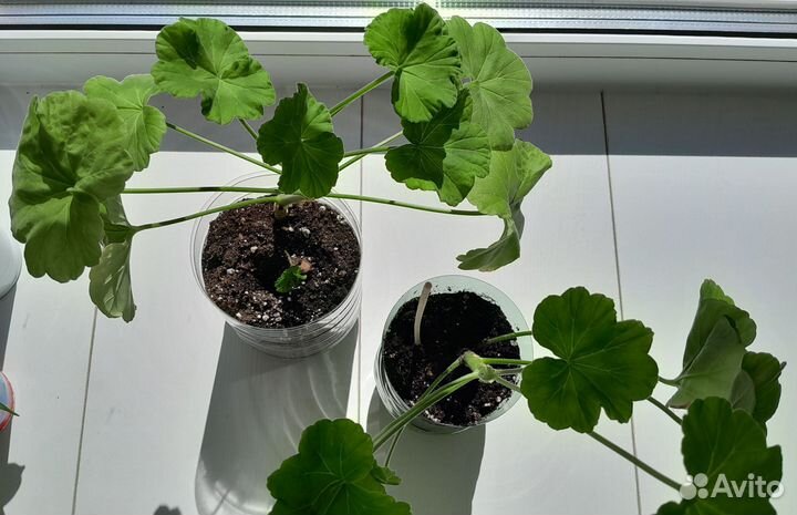 Герань, диффенбахия