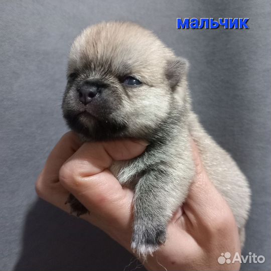 Щенки помчи