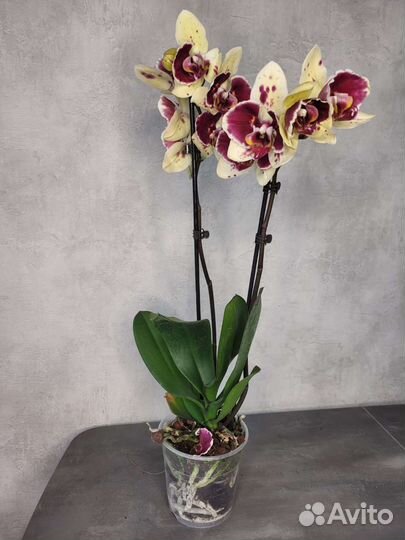 Орхидея экзотик пунш бабочка