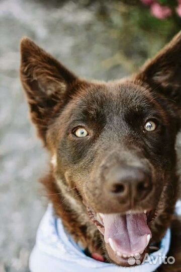 Шоколадная лайка Марта ищет дом