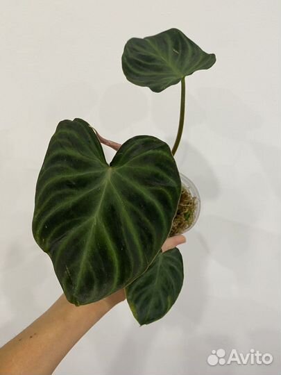 Филодендроны: веррукозум, розовая принцесса