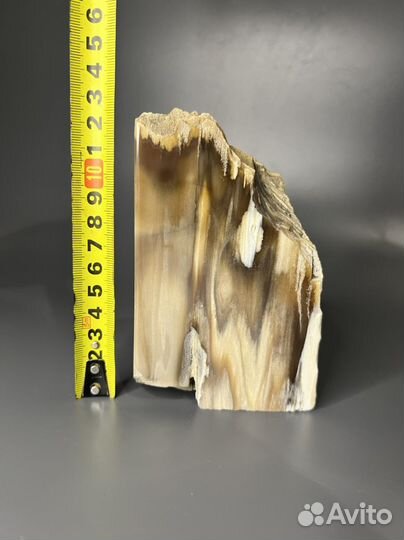 Окаменелое дерево