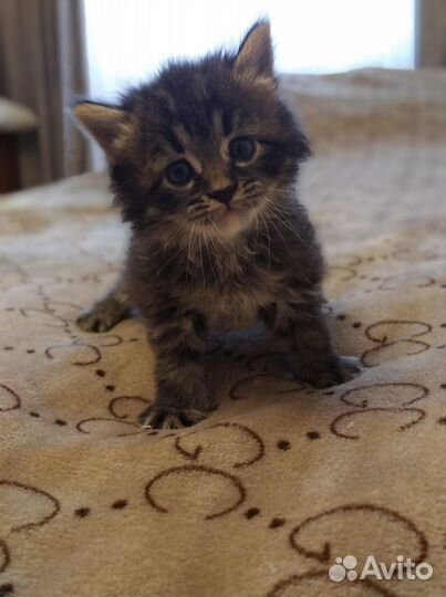 Котята в добрые руки бесплатно