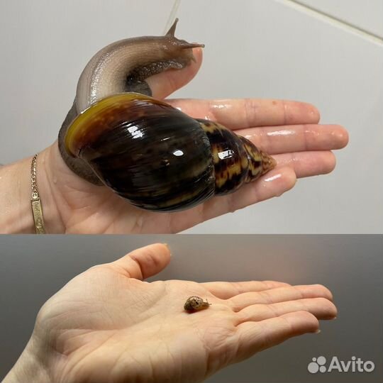 Улитка ахатина
