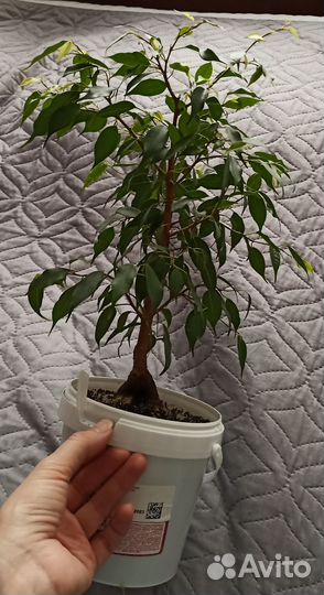 Фикус Бенджамина