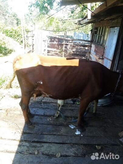 Корова с телёноком