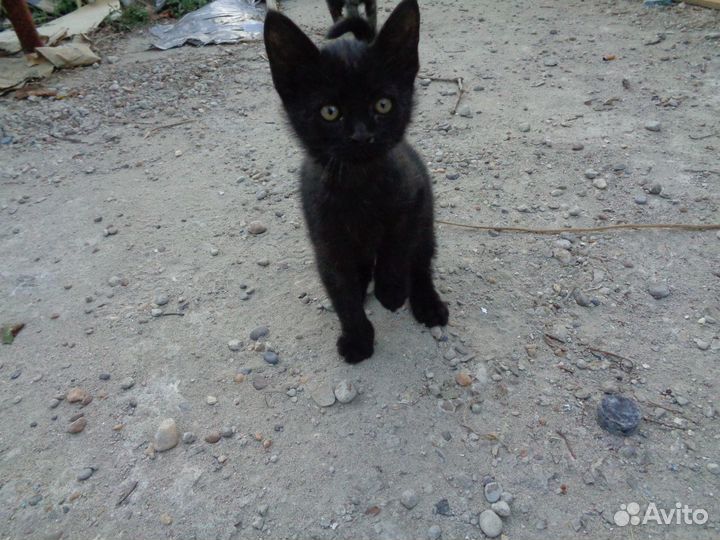 Отдам в добрые руки котенка (мальчика)