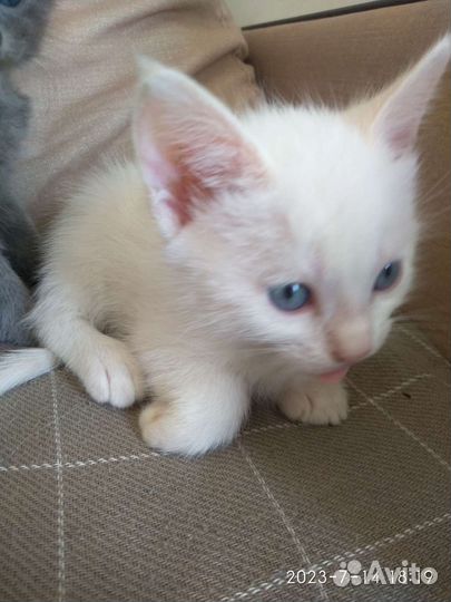 Котята в добрые руки