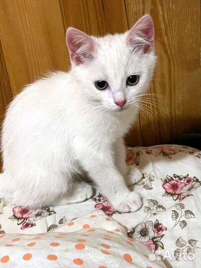 Снежинки на летней даче Преданные людьми котята