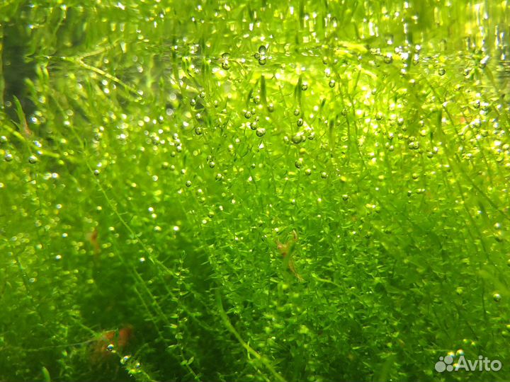 Мох для аквариума стринг