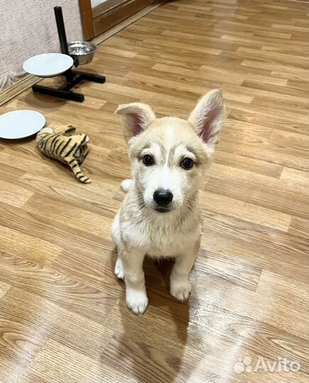 Щенок мальчик