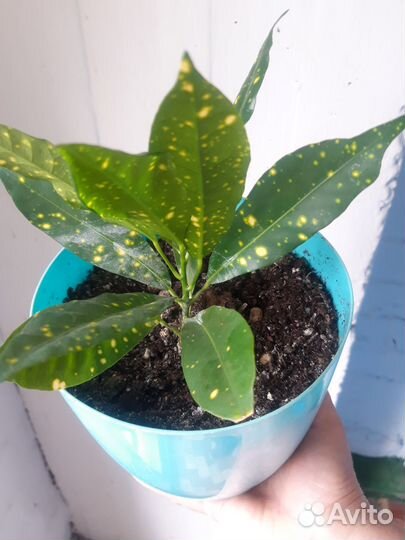 Комнатные растения