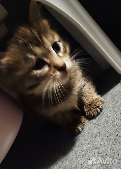 Котята в добрые руки бесплатно